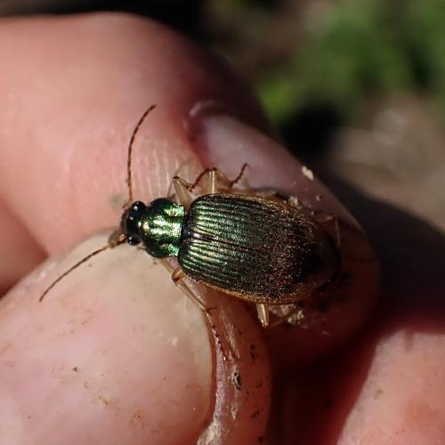 Réf. 348 871 : Chlaenius vestitus