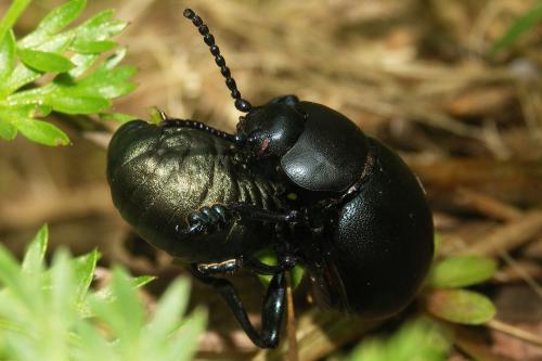 Timarcha tenebricosa