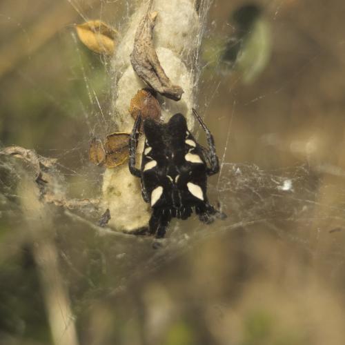 Cyrtophora citricola
