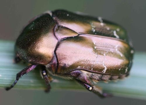 Réf. 348 435 : Potosia cuprea