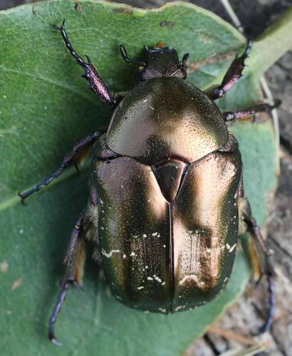 Réf. 348 433 : Potosia cuprea