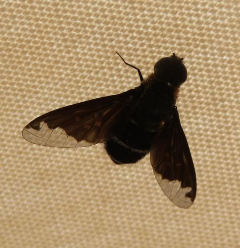 Hemipenthes velutina