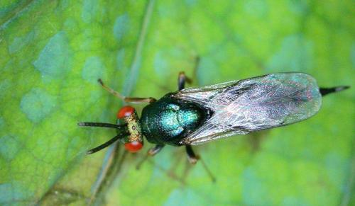 Réf. 348 930 : Ormyrus nitidulus