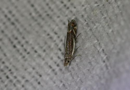Sophronia humerella