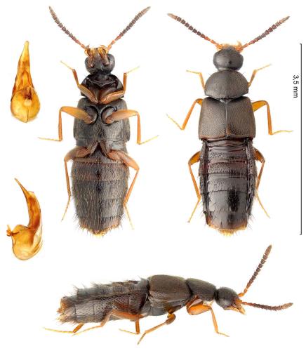 Notothecta flavipes