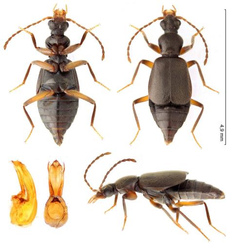 Réf. 348 824 : Lesteva hanseni