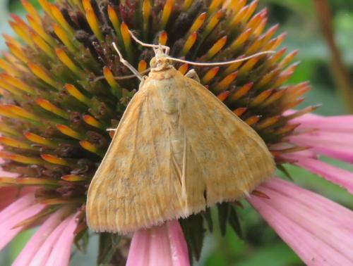 Réf. 348 529 : Sitochroa verticalis
