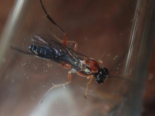 Ctenopelmatinae