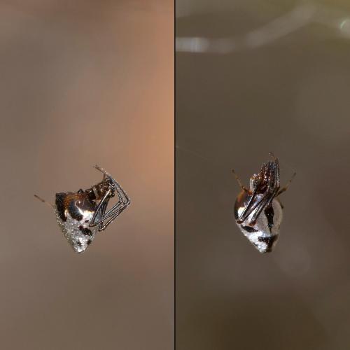 Réf. 348 879 : Argyrodes argyrodes
