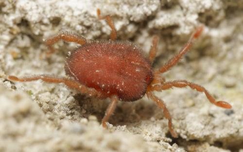 Leptus sp.