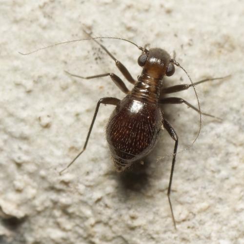 Réf. 348 366 : Bertkauia lucifuga