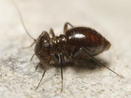 Réf. 348 365 : Bertkauia lucifuga