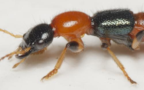 Réf. 348 407 : Paederus littoralis
