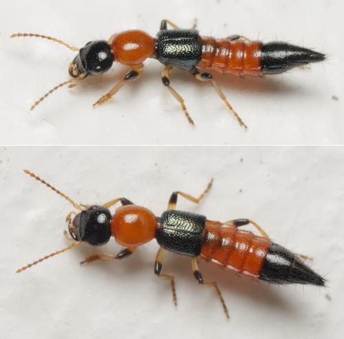 Réf. 348 406 : Paederus littoralis