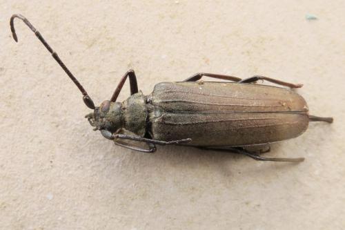 Réf. 348 656 : Aegosoma scabricorne
