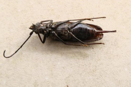 Réf. 348 657 : Aegosoma scabricorne