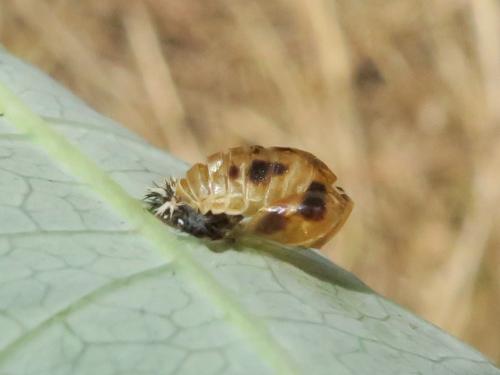 Réf. 348 224 : Harmonia axyridis