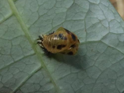 Réf. 348 223 : Harmonia axyridis