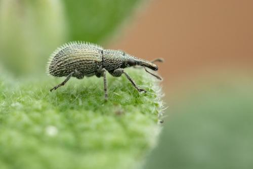 Phrissotrichum tubiferum