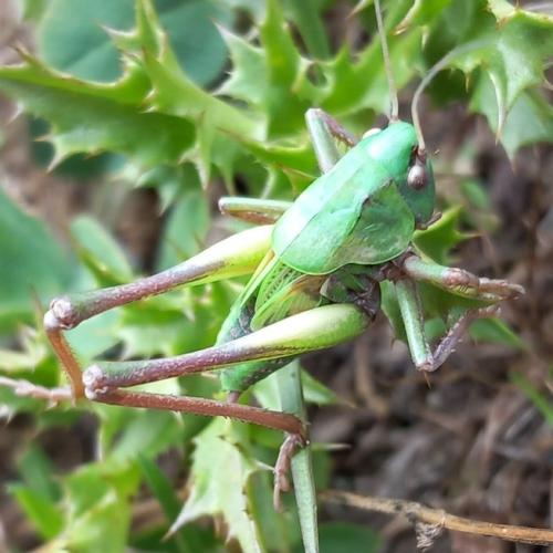 Réf. 348 975 : Decticus verrucivorus verrucivorus