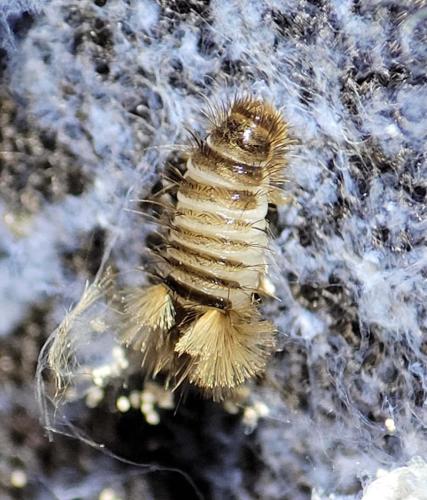 Réf. 348 687 : Anthrenus sp.