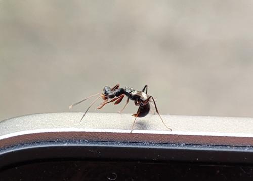 Neodryinus typhlocybae