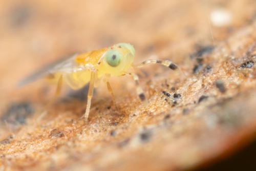 Metaphycus sp.