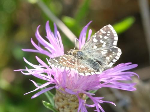 Pyrgus malvoides