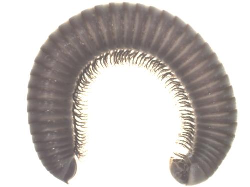 Réf. 348 783 : Ommatoiulus rutilans