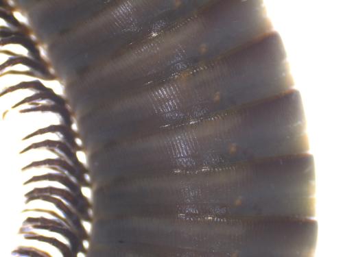 Réf. 348 785 : Ommatoiulus rutilans
