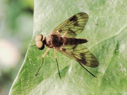 Chrysopilus laetus