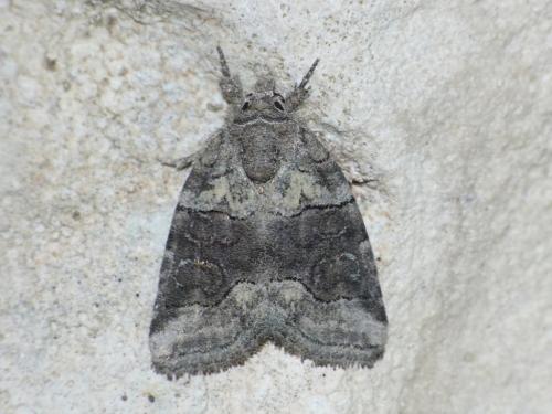 Bryophila sp.