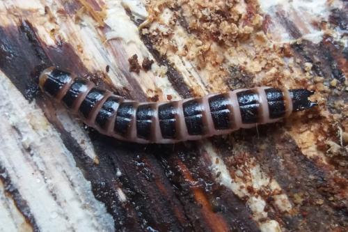 Réf. 348 589 : Stenagostus rhombeus