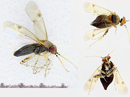 Campylomma verbasci