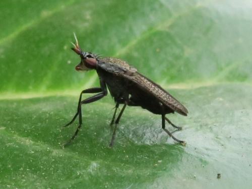 Réf. 348 313 : Coremacera marginata