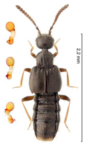 Autalia puncticollis