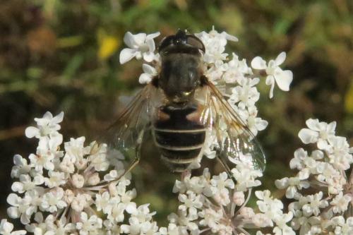 Réf. 348 175 : Eristalis arbustorum