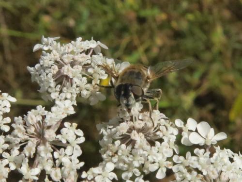 Eristalis arbustorum
