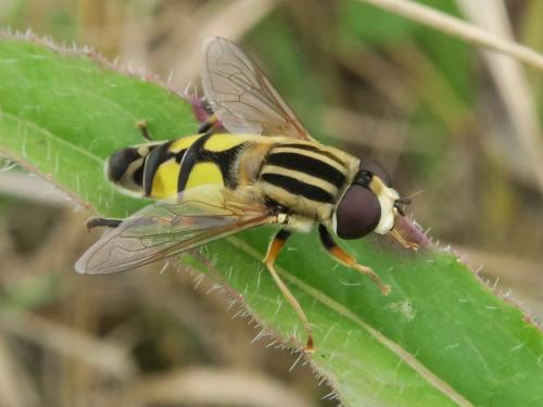 Réf. 348 753 : Helophilus trivittatus