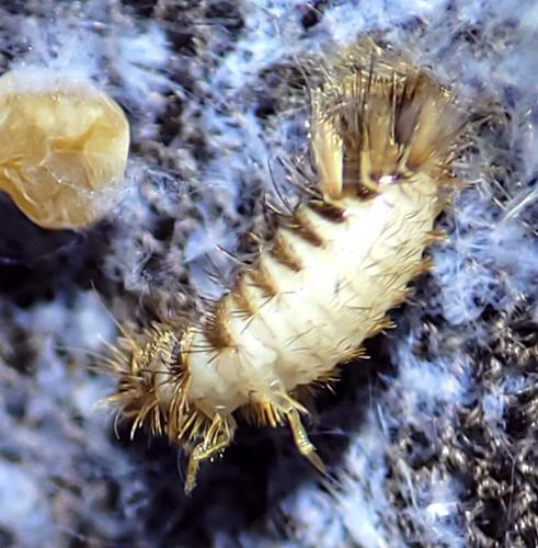 Réf. 348 688 : Anthrenus sp.