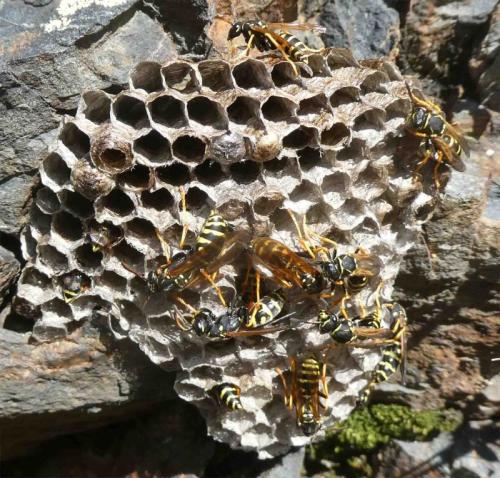 Polistes sp.