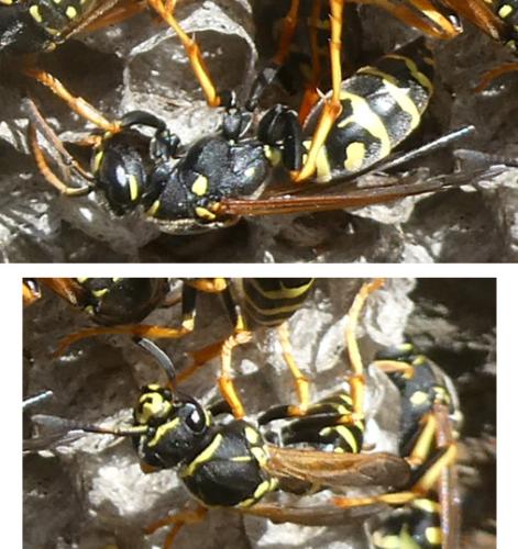 Polistes sp.