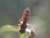 348665 – Photo : Mathieu Junger – France (54)