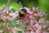 348060 – Photo : Michel Renou – France (91)