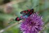 348431 – Photo : Pierre Duhem – France (73)