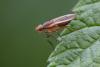 348977 – Photo : Pierre Duhem – France (73)