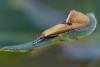 348215 – Photo : Thomas Reverchon – France (21)