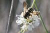 348351 – Photo : Pierre PAILLUSSEAU – France (11)