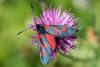 348999 – Photo : Bernard Saquet – France (05)