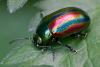 348439 – Photo : ANDRE LABETAA – France (66)